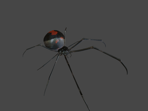 赤背寡妇蜘蛛su模型