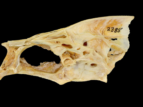 黑鼓头骨su模型