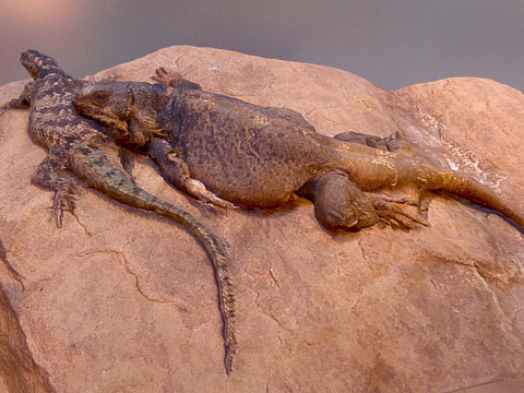 蜥蜴之恋su模型