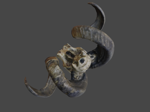 公羊头骨su模型