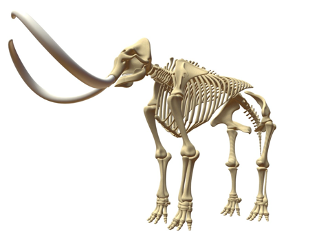 猛犸象骨架su模型