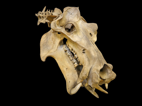 河马头骨su模型