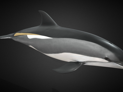 白喙斑纹海豚(尖吻海豚属)su模型