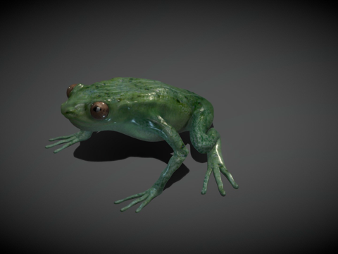 青蛙基础模型su模型