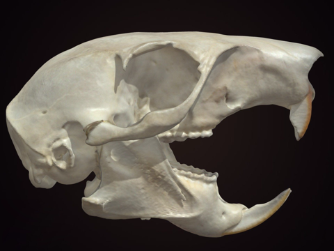 树松鼠头骨su模型