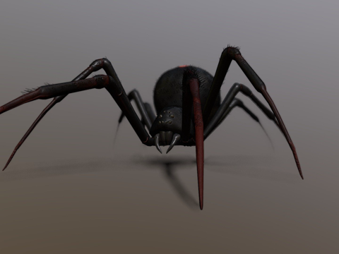 红背蜘蛛su模型