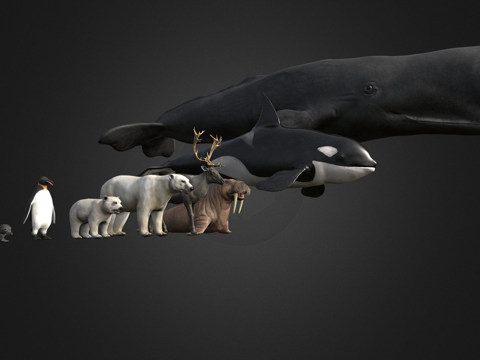 北极动物包su模型