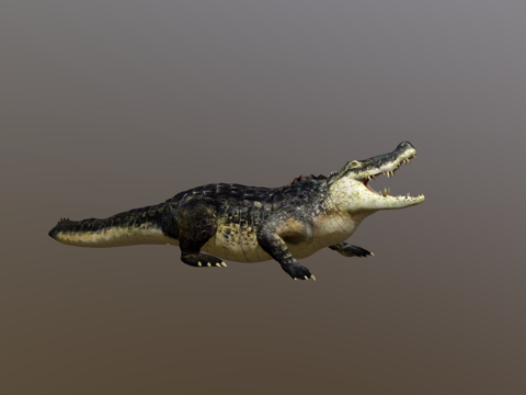 鳄鱼su模型