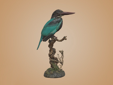 白喉翠鸟su模型