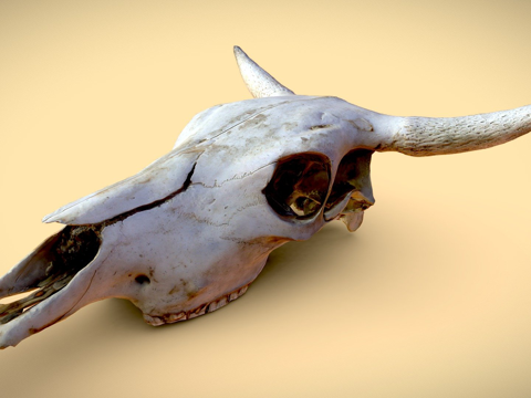 日晒牛头骨资产su模型