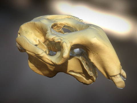 儒艮头骨su模型