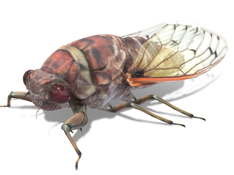 帝王大蝉su模型