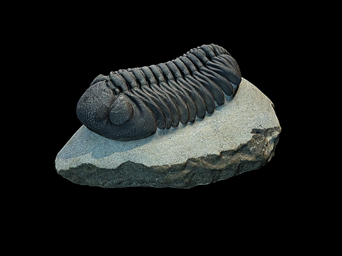 三叶虫化石su模型