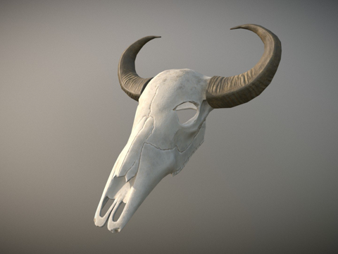 水牛头骨su模型
