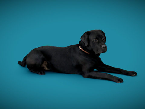 狗狗A-56-拉布拉多su模型