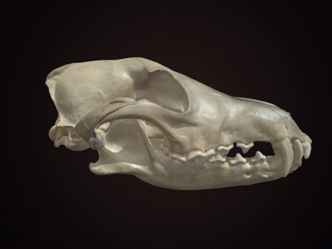 犬科头骨su模型
