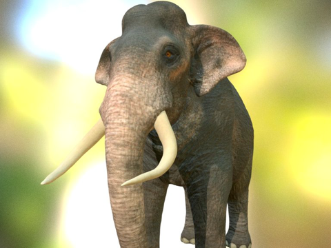 印度象（印度大象）su模型