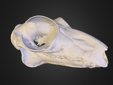 UMZC E.4023.A鼯猴su模型