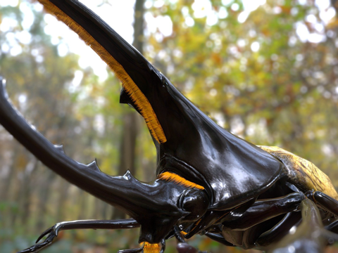 赫拉克勒斯大兜虫su模型