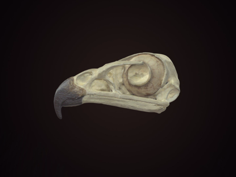 红尾鹰头骨（复制品）su模型