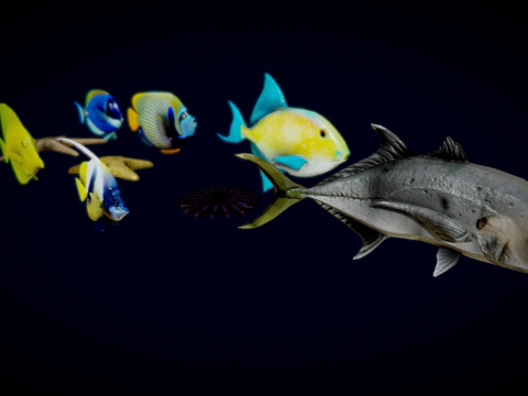 鱼类收藏su模型