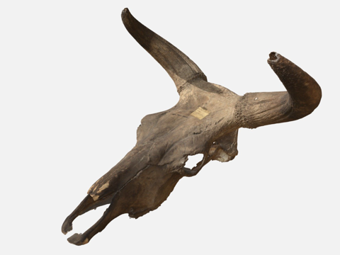 欧洲野牛头骨1972-5062su模型