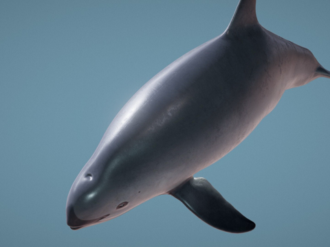 雌性小头鼠海豚su模型