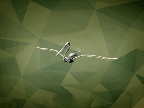 IMNH R-1605褐鹈鹕su模型