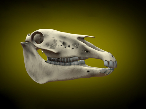 莫纳什神秘头骨-黄色su模型