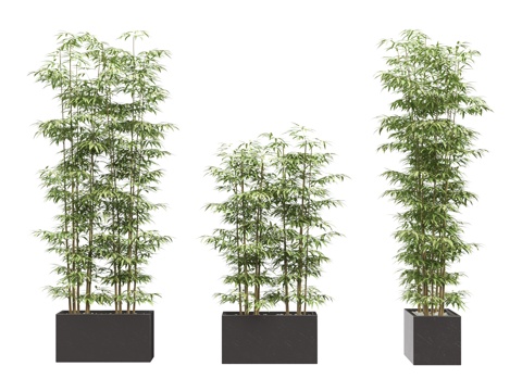 竹子盆栽 景观竹 竹子花坛su模型