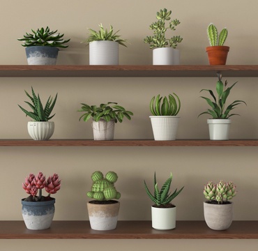 家居植物盆栽 绿植盆景su模型