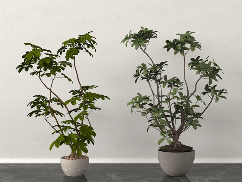 家居绿植 盆栽 盆景su模型