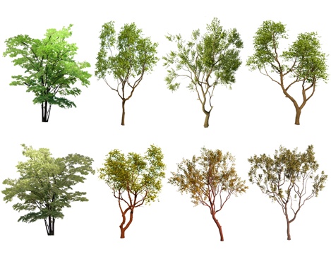 现代乌桕树 丛生树 朴树 造型树 大树 行道树 大乔木景观树su模型