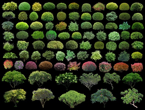 现代灌木球 球形灌木 红叶石楠球 海桐球 冬青球 鸡蛋花su模型