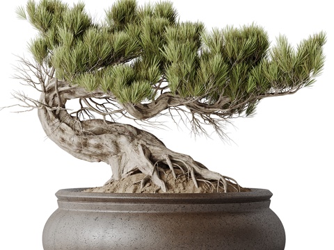  新中式迎客松盆景3d模型 