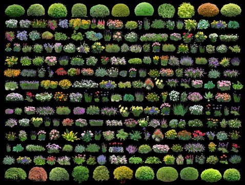 现代花卉花草植物 2D花镜植物 地被花丛 花灌木球 室外鲜花su模型