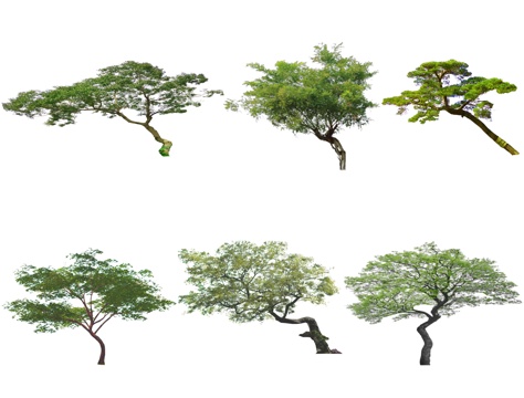 现代歪脖子树 造型松 黑松 罗汉松 乌桕树 造型树 丛生树su模型