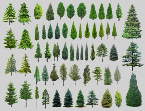 现代雪松树 水杉树 龙柏 针叶树 侧柏 松柏 池杉 云杉树su模型