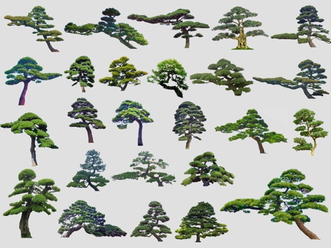 中式造型松 黑松 罗汉松 松树 造型树 歪脖子树 盆景盆栽su模型