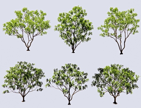 现代桂花树 柚子树 丛生树 丛生胡柚 桂树 造型树 景观树su模型