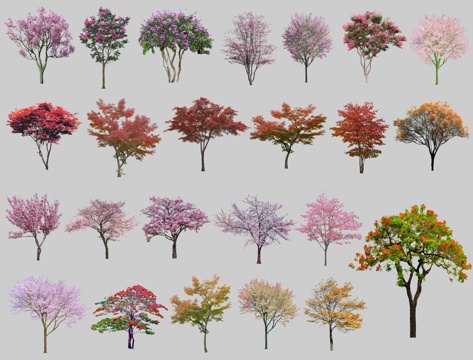 现代樱花树色叶树紫薇红枫蓝花楹紫荆树桃树花乔木su模型