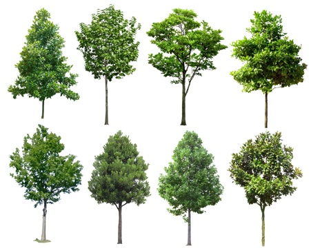 现代广玉兰 白玉兰 大叶女贞 景观树 行道树 造型树乔木植物su模型