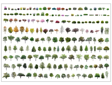 现代树 景观树 乔木植物 灌木 树木 行道树 真实树 造型树su模型