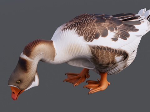 灰白色大鹅su模型