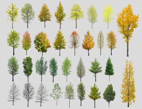 现代银杏树 水杉树 色叶树 景观树 行道树 白果树 黄叶树su模型