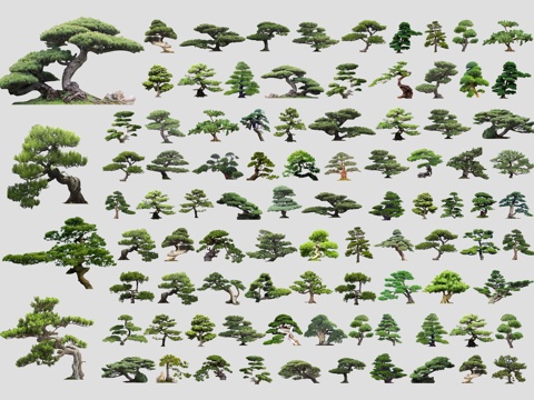 中式造型松 2D罗汉松 黑松 松树 造型树 歪脖子树盆景盆栽su模型