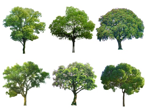 现代香樟树 国槐树 景观树 行道树 榉树 榆树 高杆树 大树su模型