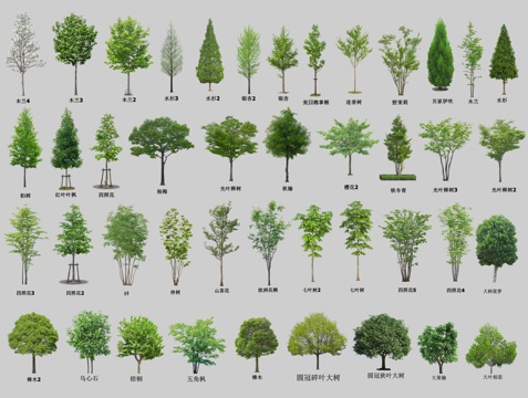 现代乔木植物 景观树 行道树 造型树 观赏树 树木 真实树su模型