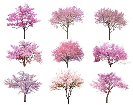 现代樱花树 桃树 色叶树 红梅花 腊梅 碧桃 造型树 杏花树su模型