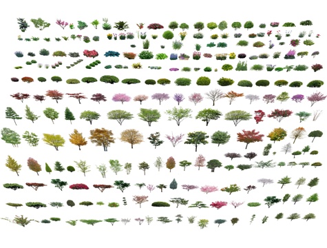 现代景观树 乔木植物 灌木 树木 行道树 真实树 造型树su模型